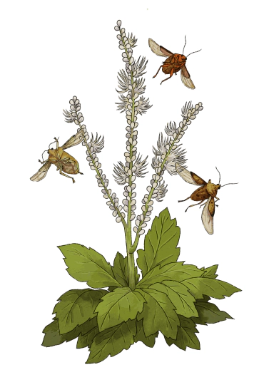 Bugbane enters open beta