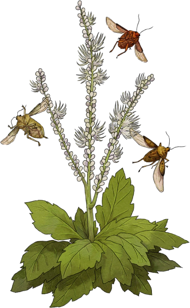 Bugbane enters open beta